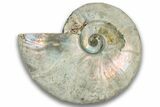 Silver Iridescent Ammonite (Cleoniceras) Fossil - Madagascar #323460-1